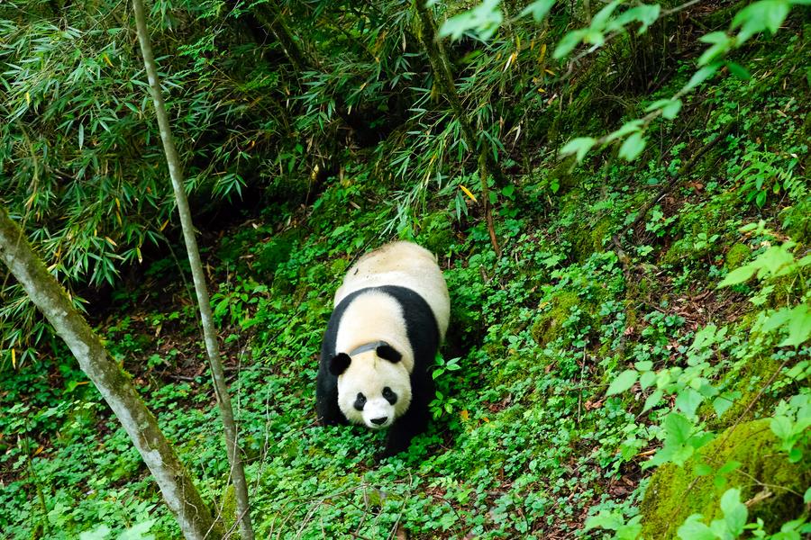 Searching for giant pandas in a bamboo forest